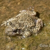 Alytes obstetricans with eggs
