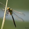 Emperor dragonfly, Anax imperator, seen from underneath