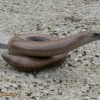 Slow-worm, Anguis fragilis