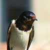 Adult Barn swallow, Hirundo rustica - Spanish name - Golondrina común