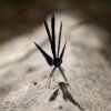 Beautiful demoiselle silhouette