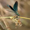 Beautiful demoiselle,Calopteryx virgo meridonalis, and spiders