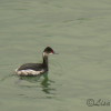 Sea and Coastal Birds