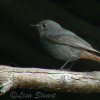 Female Black redstart, Phoenicurus ochruros - Spanish name - Colirrojo tizón