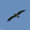 Booted eagle, Aquila pennata - Spanish name - Águila calzada