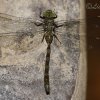 Western spectre, Boyeria irene