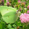 Pieridae