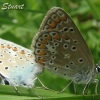 Lycaenidae