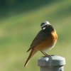 Valley Birds