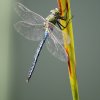 Emperor dragonfly, Anax imperator