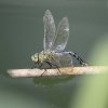 Female Anax imperator ovipositing