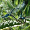 Common blue damselfly, Enallagma cyathigerum