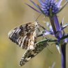 Esper's marbled whites, Melanargia russiae - Spanish name - Medioluto montañera