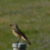 Female Common redstart, Phoenicurus phoenicurus - Spanish name - Colirrojo real