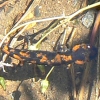 Amphibians