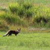Mammals