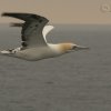 Sea and Coastal Birds