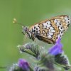 Glanville fritillary, Melitaea cinxia