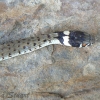Young Grass snake, Natrix natrix