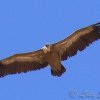 Griffon vulture, Gyps fulvus - Spanish name - Buitre leonado