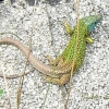 Schreiber's green lizard, Lacerta schreiberi