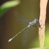 Lestes sponsa