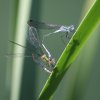Lestes sponsa in tandem
