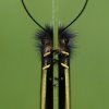 Libelloides coccajus - An owlfly, Libelloides coccajus, belonging to the Ascalaphidae family