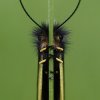 Invertebrates