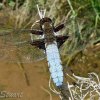 Broad-bodied chaser, Libellula depressa
