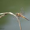 Four-spotted chaser, Libellula quadrimaculata