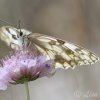 Marbled white, Melanargia galathea, on scabious