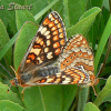 Nymphalidae