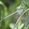White featherlegs damselfly, Platycnemis latipes