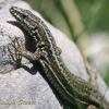 Reptiles