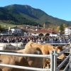 Potes Cattle Market