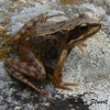Iberian frog, Rana iberica