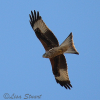Red kite, Milvus milvus - Spanish name - Milano real