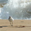 Sanderling, Calidris alba - Spanish name - Correlimos tridáctilo