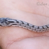 Young Smooth snake, Coronella austriaca