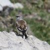 Snowfinch