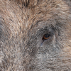Wild Boar - Sus scrofa. Spanish name - Jabalí (Captive animal)