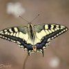 Papilionidae