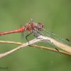 Ruddy darter, Sympetrum sanguineum