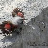 Alpine Birds