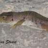Ocellated lizard, Timon lepidus