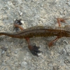 Palmate newt, Triturus helveticus