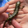 Marbled newt, Triturus marmoratus