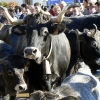 Tudanca Cattle