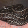 Seoane's viper, Vipera seoanei (Cantabrian coast)